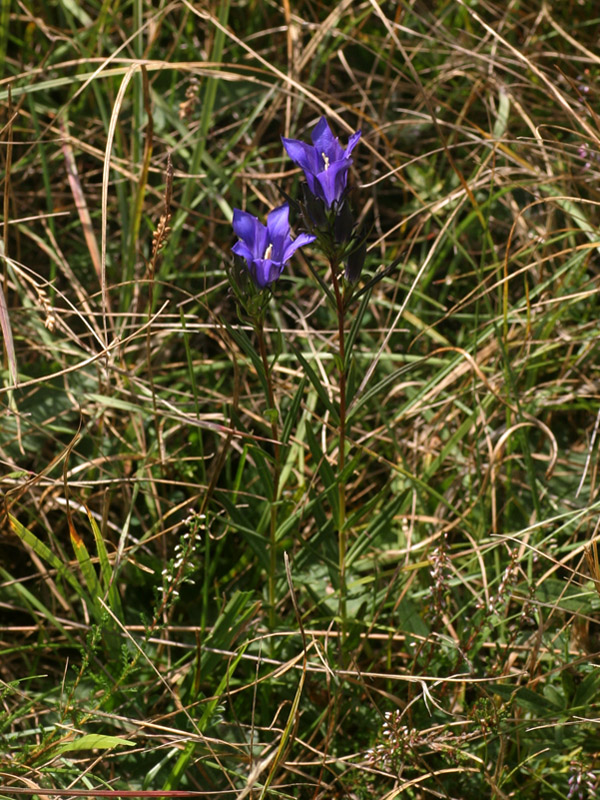 Gentiana pneumonanthe / Genziana mettimborsa